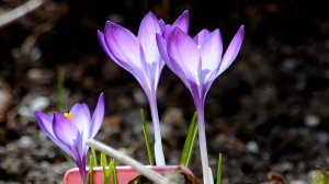 Мартовский блюз