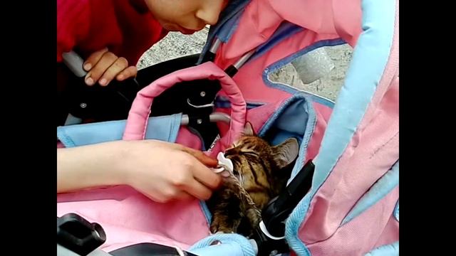 Благотворительная акция "Укотови кота" или "кот тоже человек" часть1 смотреть онлайн