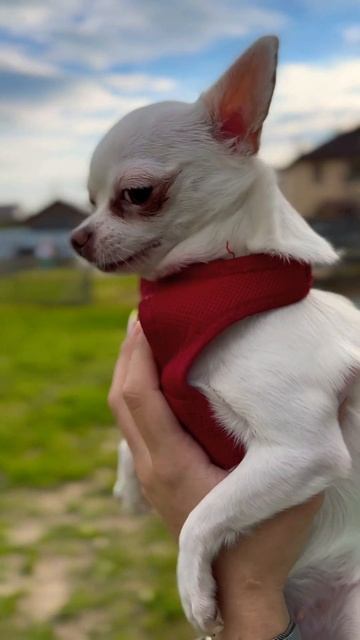 Чихуахуа обрезаем ногти) смотреть онлайн