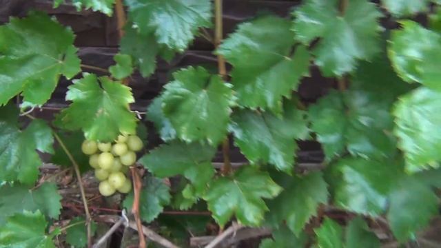 "СЖИГАЮ" ЛИСТЬЯ на кустах ВИНОГРАДА. Предупреждение о рисках будущих заморозков и действиях до них смотреть онлайн