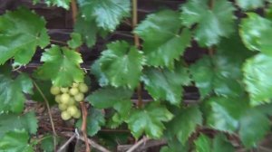 "СЖИГАЮ" ЛИСТЬЯ на кустах ВИНОГРАДА. Предупреждение о рисках будущих заморозков и действиях до них