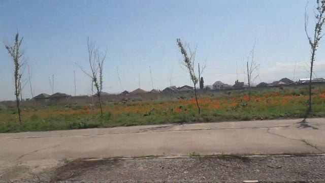 Алма Ата  Маки по Бурундайской трассе  9 05 2021