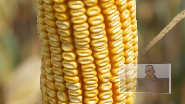 DKC hibridi kukuruza - Iskustva sa imanja Sveti Nikola, Sečanj i poljoprivrednika Bobana Nikolića смотреть онлайн