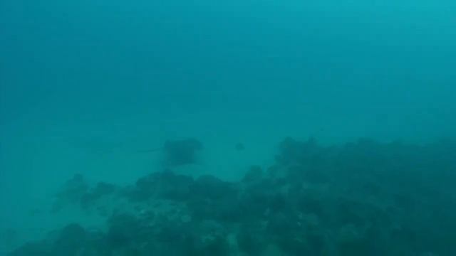 Mauritius Diving смотреть онлайн