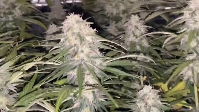 Auto OG Kush (Gnomes Seeds) Day 57 🍀 смотреть онлайн