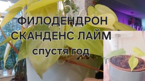 Филодендрон Сканденс Лайм