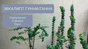 ЭВКАЛИПТ ГУННИ/ГАННА. Содержиние. Стрижка и какой выбрать грунт.