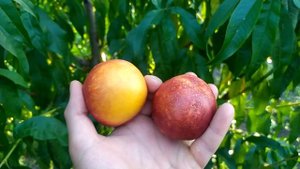 сорт нектарину Алі Топ.