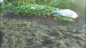 Ускоренный рост тыквы 317 кг