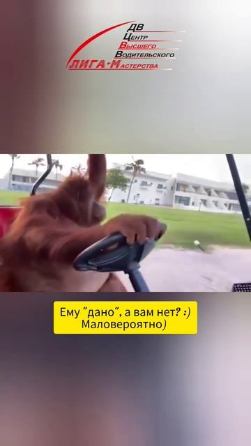 Даже он может водить ️❤️ #защитноевождение #безопасноевождение