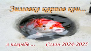 Зимовка карпов кои в погребе на даче второй раз. Сезон 2024-2025 гг.