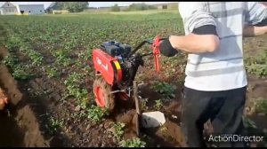 Окучивание картофеля мотоблоком Ока .Механик юл белән бәрәңге төбенә өю.