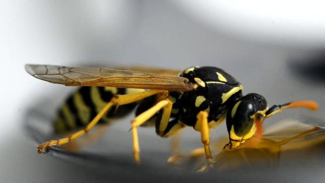 Avispa papelera (Polistes dominula) feeding смотреть онлайн