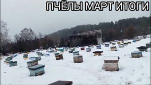 ИТОГИ ЗИМОВКИ ПЧЁЛ НА УЛИЦЕ И В ПОМЕЩЕНИИ