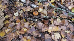 Сбор замороженных грибов осенью: подосиновик, подберезовик , рядовка серая (или серушка).