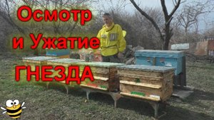 Осмотр Гнезда и весеннее Ужатие