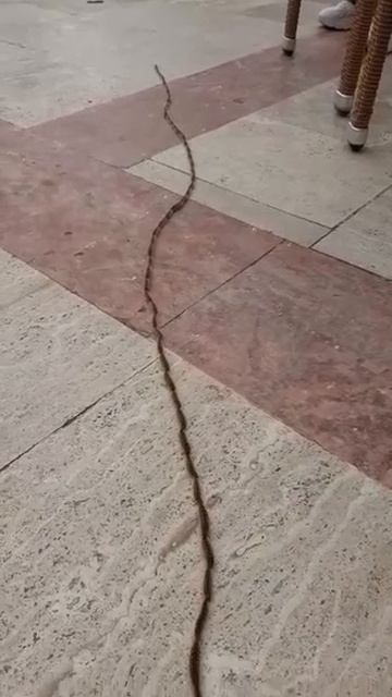 Нашествие гусениц в отель Турции. смотреть онлайн