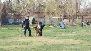 2 Отл. СС Negus Karil's ARSENIYA +++ №55 / КЧК КРАСНОДАР 30 марта`25 В.Хижняк Моно немецких овчарок