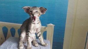 Ориентальный котёнок