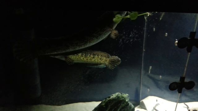 Змееголов копается в песке смотреть онлайн