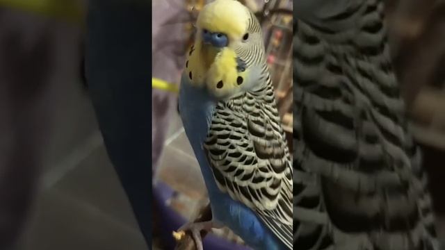 самый лучший Птичкин красавчик Кеша