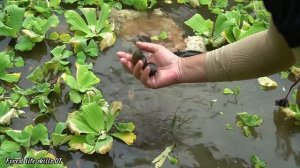 The process of harvesting snails after 1 month of farming. Forest life skills DT