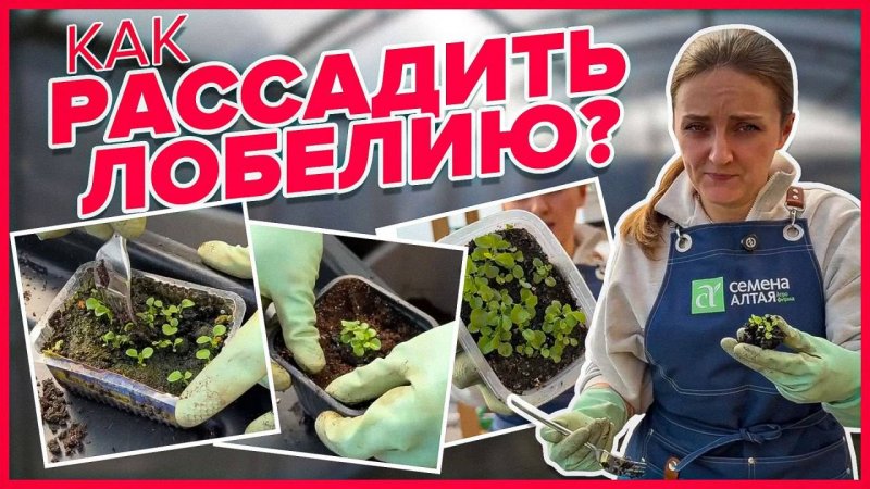 КАК ПЕРЕСАДИТЬ ЛОБЕЛИЮ