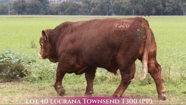 Lot 40 Lucrana Townsend T300 (PP) смотреть онлайн