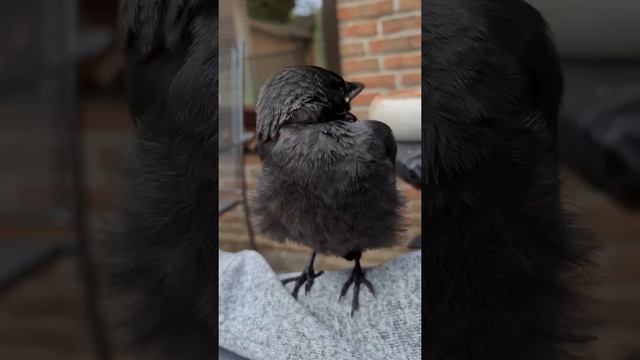 ВОЛШЕБНЫЙ ГОРШОЧЕК/день 9й/#ручнаягалка #врановыептицы #домашнийвлог #забавныйптенец смотреть онлайн