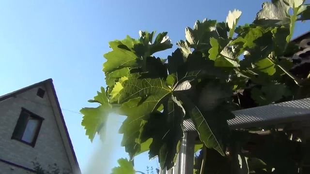 Почему удаляем листья винограда в августе? И пара слов о поливах смотреть онлайн