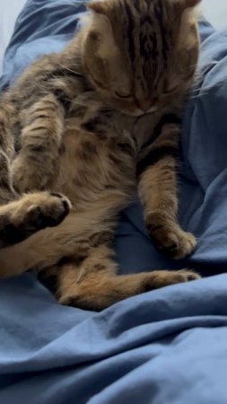 Шотландская вислоухая кошка 🐱