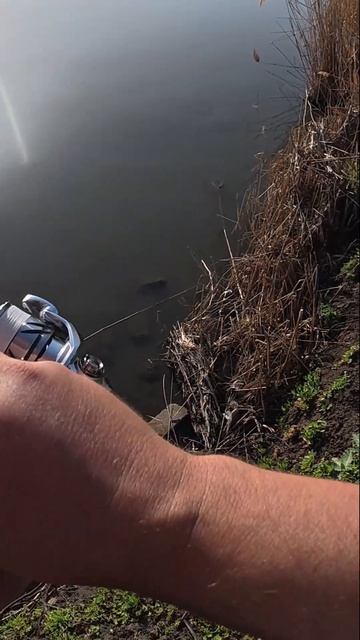 мормышинг это и про крупную рыбу! Карпы едят мормышки, мормышинг БЕЗ подсака - это трудно #shorts смотреть онлайн