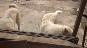 питомник Сормовская Заря сентябрь 2014