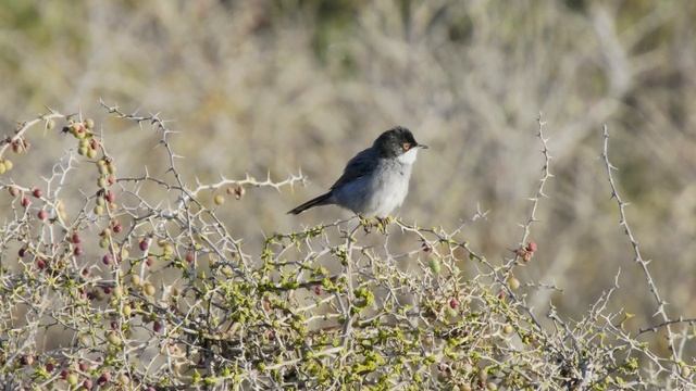 Curruca melanocephala, Sardinian Warbler смотреть онлайн