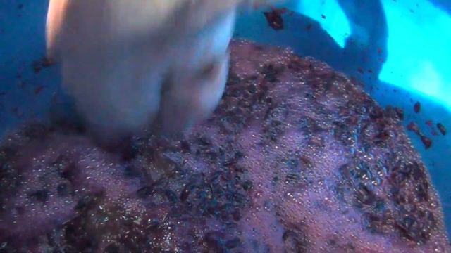 Домашнее вино. 5 серия. Бурное брожение красных, розовых, белых вин. Нюансы. смотреть онлайн