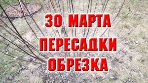 30 марта. Пересадка растений, обрезка гортензий