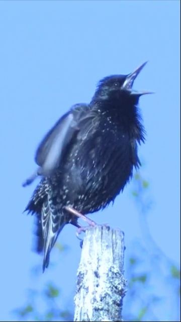 Птицы. Скворец смотреть онлайн