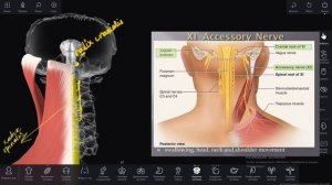Добавочный нерв
