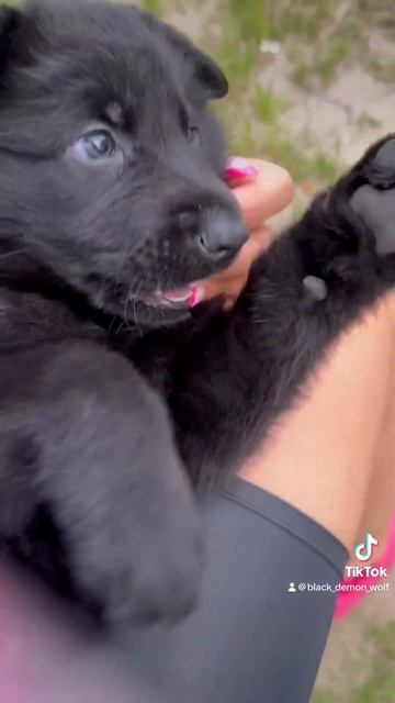 Щенок черной немецкой овчарки смотреть онлайн