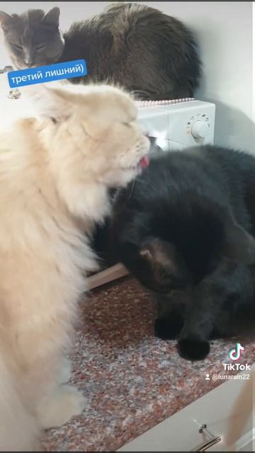 #безкотаижизньнета #домашнииживотные #третийлишний #кошки #кот #котвсегдарядом #котячаялюбовь смотреть онлайн