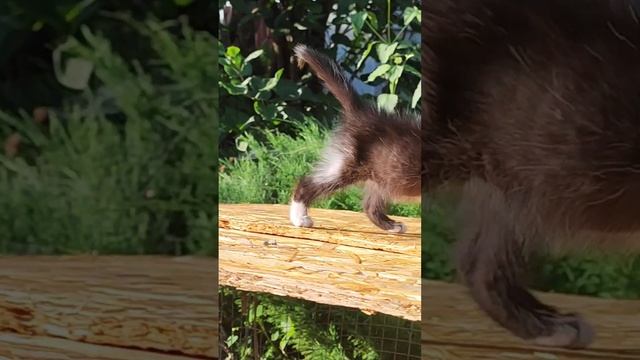 Спасённый котёнок Феликс во всей красе/ Слепой лабрадор Чарли обречён? смотреть онлайн