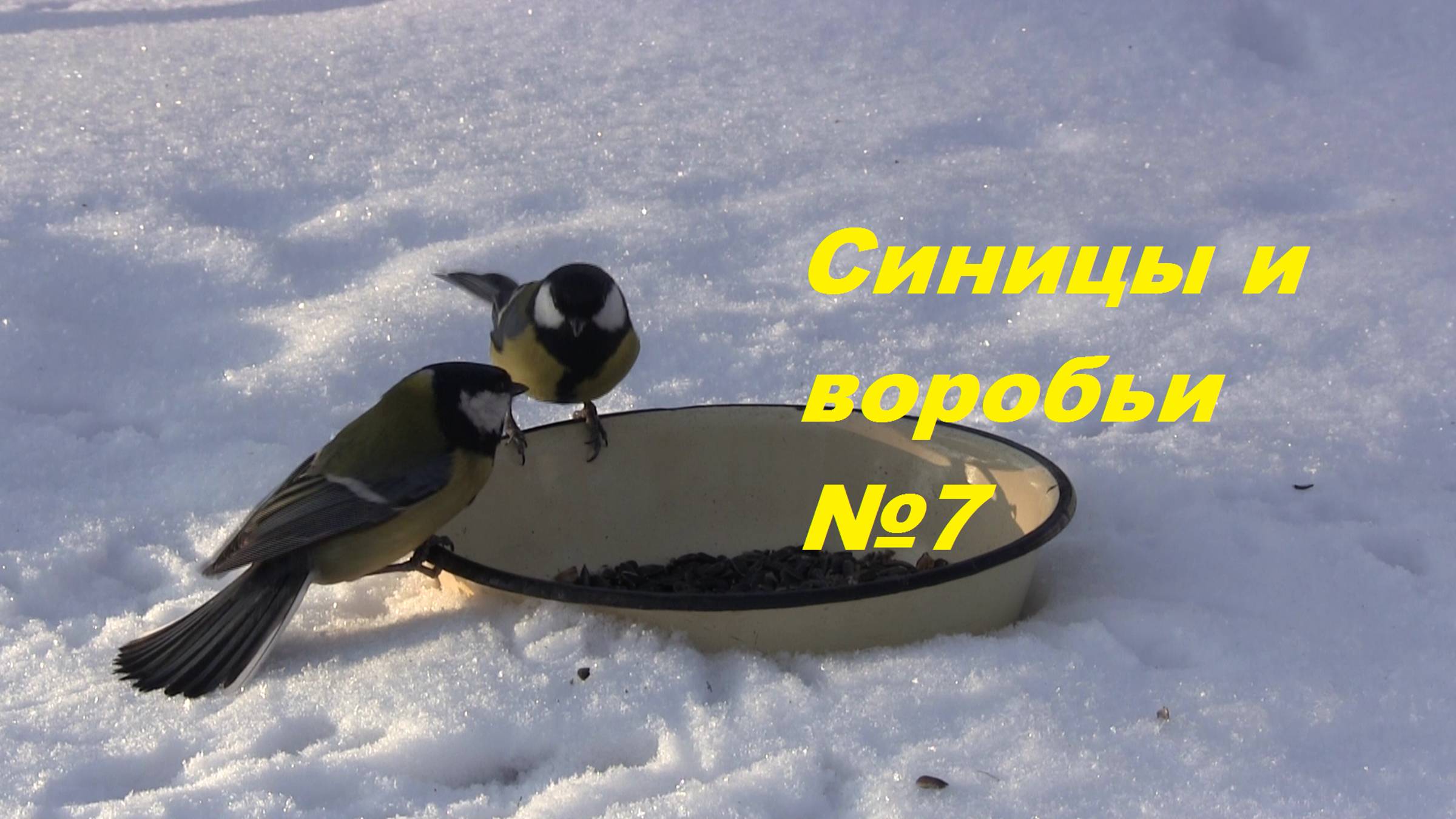 Синицы и воробьи №7