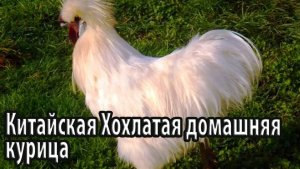 Китайская Хохлатая домашняя курица