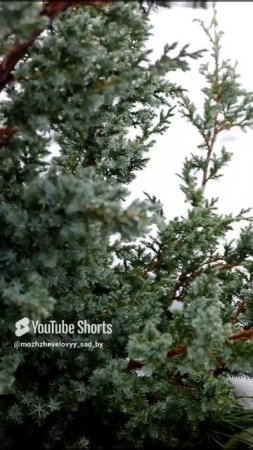 В МОЖЖЕВЕЛОВОМ САДУ 11 ДЕКАБРЯ И ДОЖДЬ. 11.12.2022