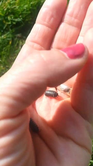 Wood louse. #beetle #nature #exploring #naturelovers #life #crustacean #woodlouse #habitats #doğa смотреть онлайн