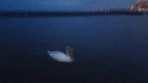 Канада, лебедь на озере Онтарио.Canada.swan.