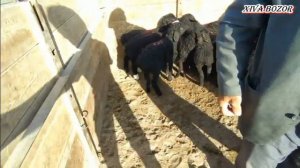 Кум бозори ку́й ку́зилар нархлари 20.05.2021