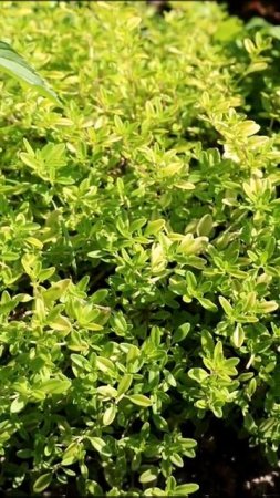 САМОЕ ЛУЧШЕЕ ВРЕМЯ ЗАГОТАВЛИВАТЬ ЛЕКАРСТВЕННЫЕ ТРАВЫ 🌿
