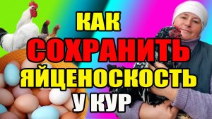 Как СОХРАНИТЬ яйценоскость у кур. ВАЖНЫЕ моменты.