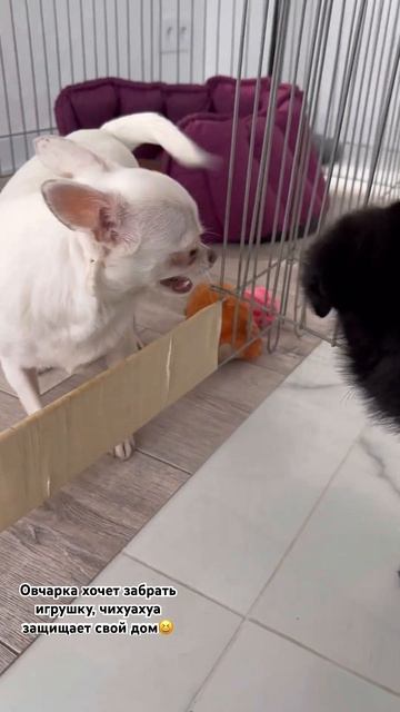 Дружба немецкой овчарки и чухуахуа смотреть онлайн